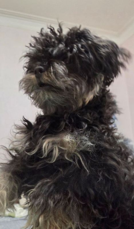 Трактир "Гарцующий Пони" (если бы Пони было именем этого милого пса)