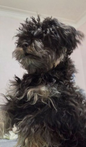 ������� "��������� ����" (���� �� ���� ���� ������ ����� ������ ���)