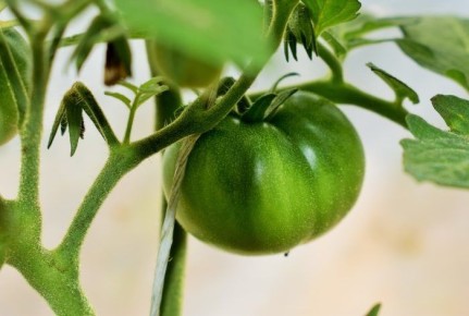 ����� ������� ����: ������������ � ������� �����������