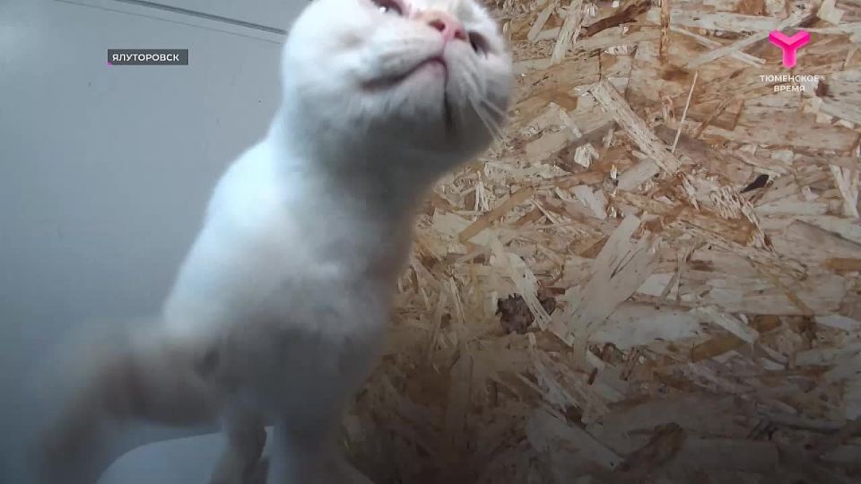 Зооволонтёры Ялуторовска займутся стерилизацией бездомных кошек