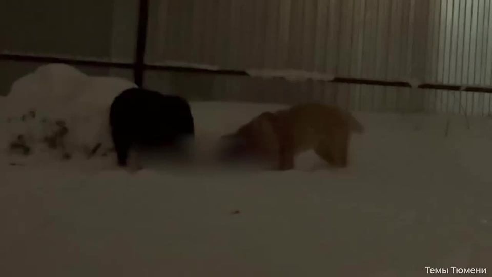 В тюменском СНТ «Весна» два алабая пробрались на чужую территорию и растерзали восьмимесячного щенка