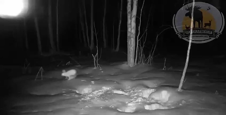 Рабочая неделя мчится к пятнице также быстро, как эти зайчишки бегают по лесу в окрестностях Тюмени