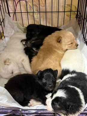 Тюменцы в мороз вышвырнули семь щенков на свалку