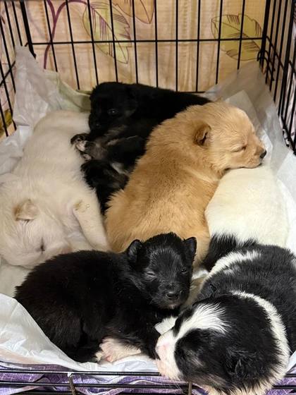 Тюменцы в мороз вышвырнули семь щенков на свалку