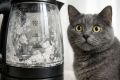 Накипь в чайнике и риск камней у кота: спокойное объяснение без мифов