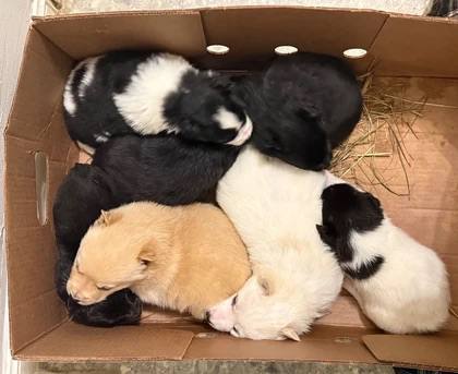 Тюменцы в мороз вышвырнули семь щенков на свалку Тюменцы в мороз вышвырнули семь щенков на свалку