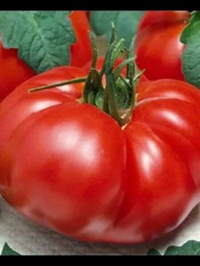 Томат Сибирский медведь: крупноплодный гигант для теплиц и открытого грунта