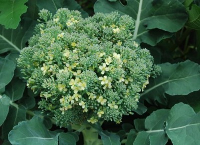 ��� �����, ������� ����� �������� ����� � �������� ������� ������ ��� ���� ������