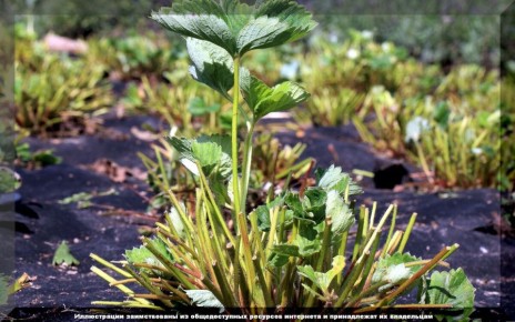 Секреты ухода за клубникой: пять шагов после сбора урожая