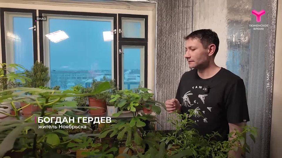 Житель Ноябрьска выращивает в квартире инжир