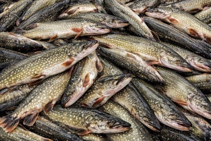 � 2025 ���� ���������������� ������������� ����������� ������ ��������� ����� 10 ����� ���� ������ �����������