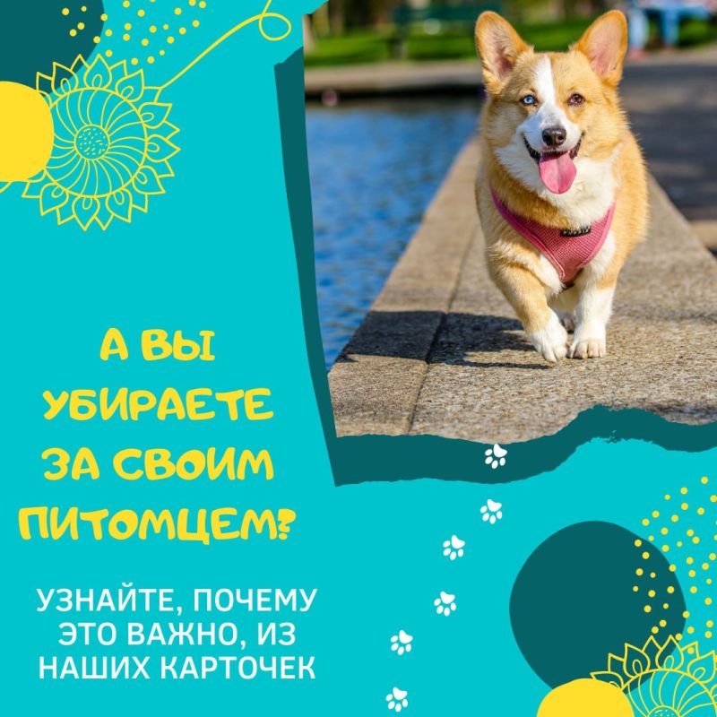 Собачьи радости и городские реалии: как оставаться в гармонии с окружающим миром