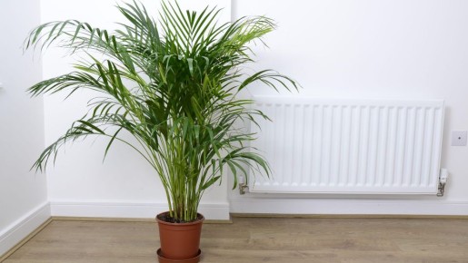 �������� ������ ������ ����� ����������, ���� ������� ���: ��� ��������� � ���������