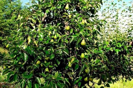 ��� ��������� ������������� ����� � �����������