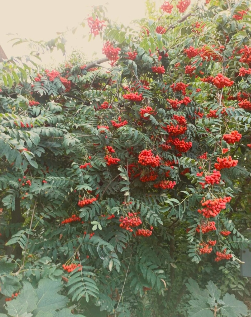 Яркая рябина: как полезная ягода украшает наш сад и вдохновляет на кулинарные эксперименты
