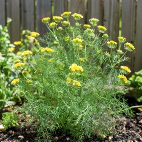 ������� ����� ������, ������� ������ ��������� �� ���� ������