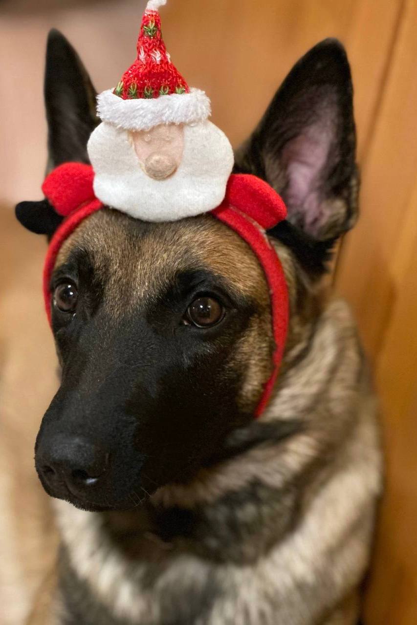 Друзья, под постом про мою собаку Сэма вы прислали много фото ваших питомцев Друзья, под постом про мою собаку Сэма вы прислали много фото ваших питомцев