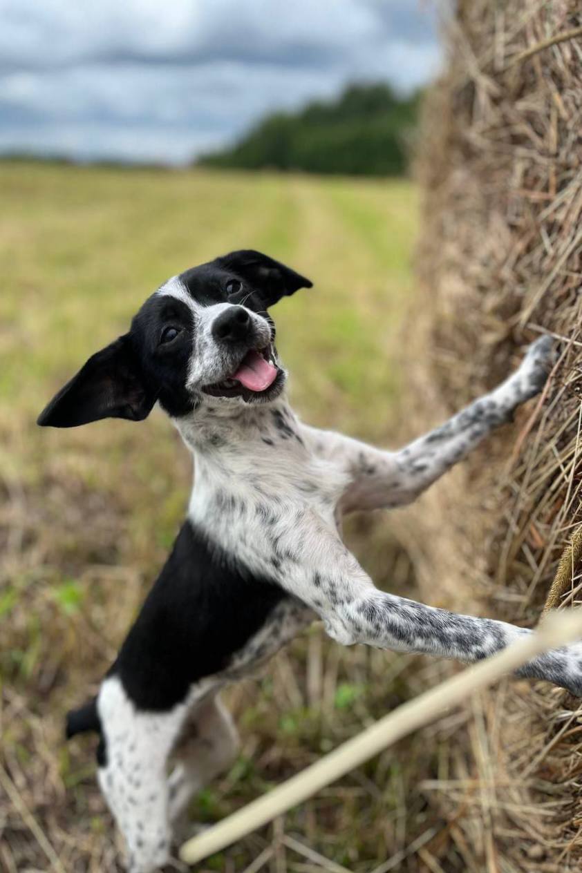 Друзья, под постом про мою собаку Сэма вы прислали много фото ваших питомцев Друзья, под постом про мою собаку Сэма вы прислали много фото ваших питомцев