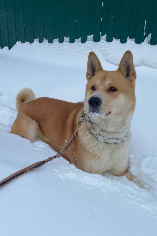 Друзья, под постом про мою собаку Сэма вы прислали много фото ваших питомцев Друзья, под постом про мою собаку Сэма вы прислали много фото ваших питомцев