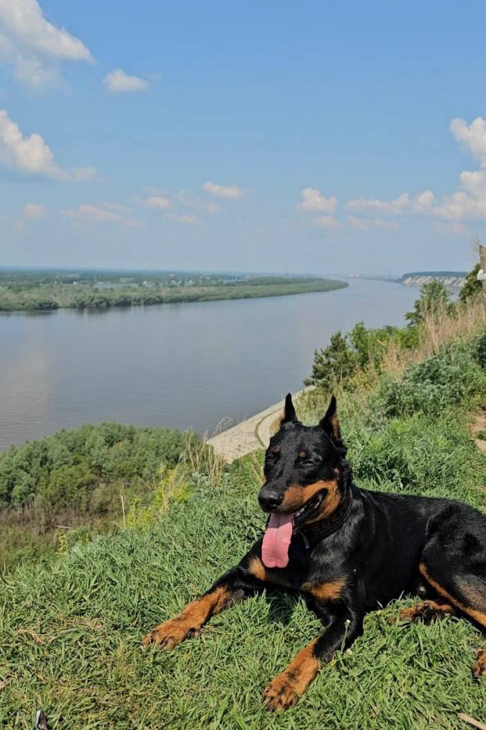 Друзья, под постом про мою собаку Сэма вы прислали много фото ваших питомцев Друзья, под постом про мою собаку Сэма вы прислали много фото ваших питомцев