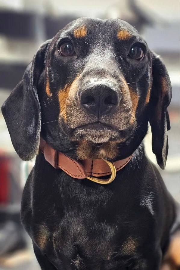 Друзья, под постом про мою собаку Сэма вы прислали много фото ваших питомцев Друзья, под постом про мою собаку Сэма вы прислали много фото ваших питомцев