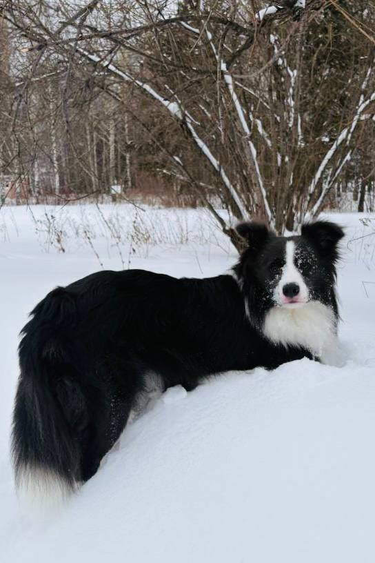 Друзья, под постом про мою собаку Сэма вы прислали много фото ваших питомцев Друзья, под постом про мою собаку Сэма вы прислали много фото ваших питомцев