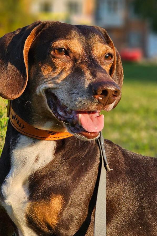 Друзья, под постом про мою собаку Сэма вы прислали много фото ваших питомцев Друзья, под постом про мою собаку Сэма вы прислали много фото ваших питомцев