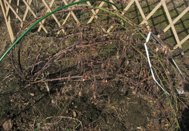 Как отличить выпревшую розу от вымерзшей: полезные советы