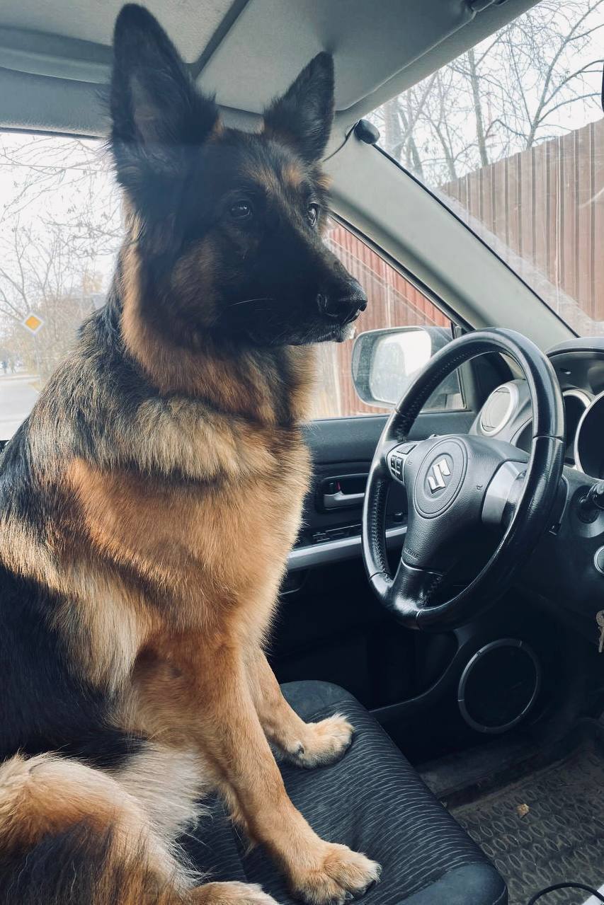 Друзья, под постом про мою собаку Сэма вы прислали много фото ваших питомцев Друзья, под постом про мою собаку Сэма вы прислали много фото ваших питомцев