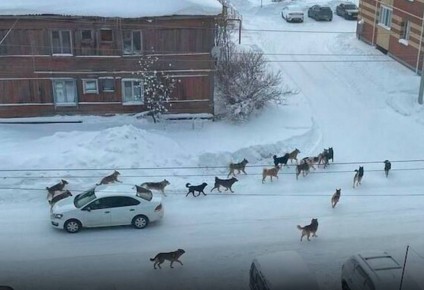 Свора собак терроризирует жителей большой Тюменской области: стая беспризорных псов бегает по улицам города в ХМАО
