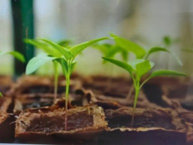 ��� �������� ������� ������ �����: ����������� ������� � ��������