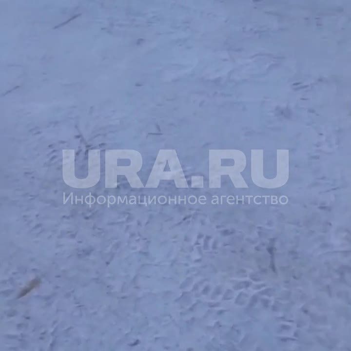 Истощенные собаки и плесневелый корм