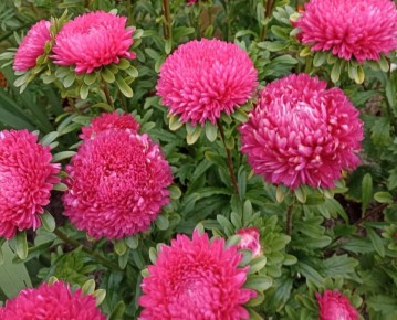 ��� �������� �������� ���� �� �������: ������ ��������