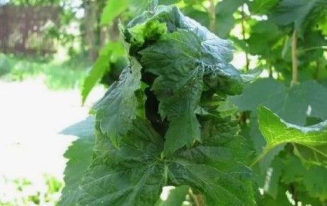 ����������� ������� ������ � ���� �� ��������� ��� ���������