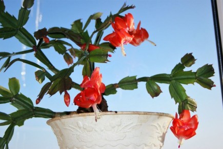 ��� ������� ��������� �������� ������ ����: ������� ����� � ��������