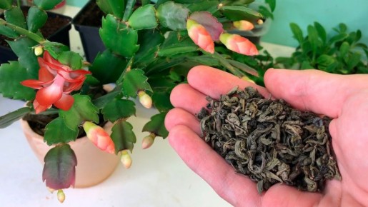 Как добиться цветения декабриста до апреля: неожиданные секреты ухода