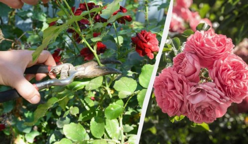Как продлить цветение роз до осени: секреты ухода