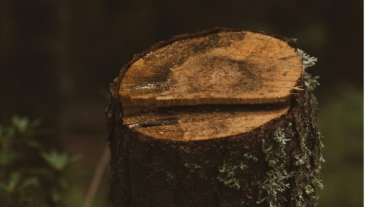 Пенсионерам присудили год тюрьмы за вырубку одного дерева