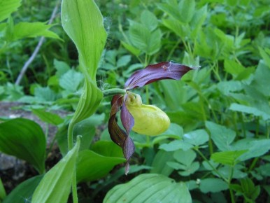 ����� ���������� ��������: ����������� ������ �� ������ ������ ������