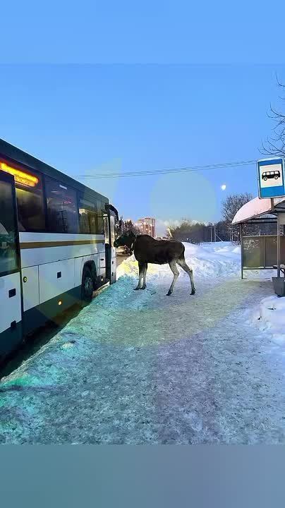 «Здравствуйте, с вами доеду?»: самого дисциплинированного лесного гостя заметили в Подмосковье