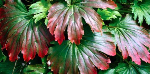 ��������: �������� ����, ������� ������� ��� ���