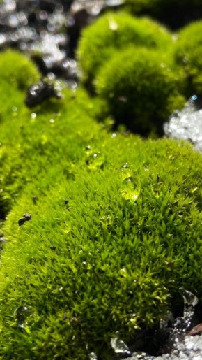 ��� � ��������: ����� ������� ��� �������� ��������?