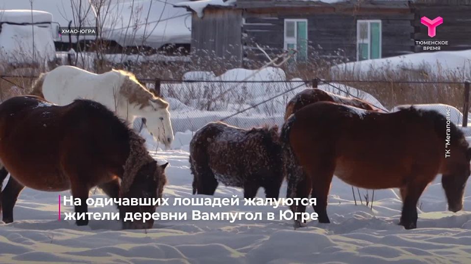 Жители деревни в Ханты-Мансийском округе не первый год жалуются на одичавших лошадей