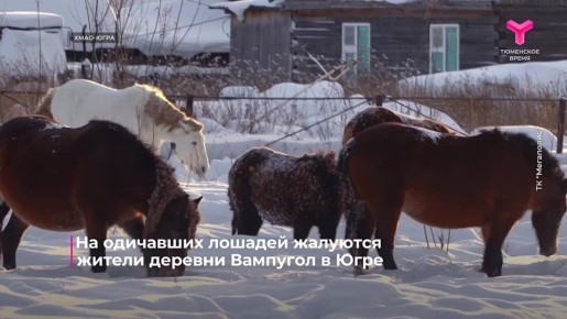 ������ ������� � �����-���������� ������ �� ������ ��� �������� �� ��������� �������