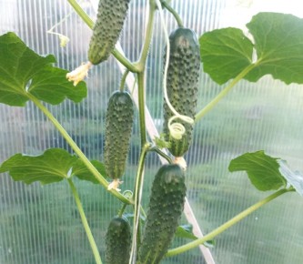 ��� �������� �������� ������� �������: ������� ��������� ������