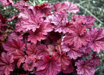 ������� ��������� ����������� ������� � ����