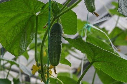 42 ���. 676 ���� ������ ��������� ������ � ������ ��������� � ��������� ��������� ���������� � 2025 ����