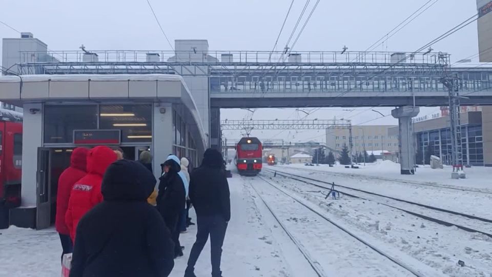 Бездомную кошку из Краснодона привезли с собой тюменские волонтеры