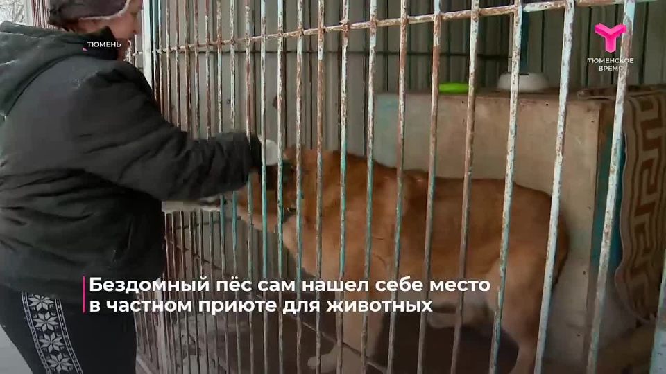 Взял судьбу в свои лапы.. В Тюмени бездомный пёс самостоятельно нашёл дорогу в частный приют и буквально "захватил" свободный вольер. Сотрудники планировали лишь покормить гостя, но у того были свои планы на жизнь