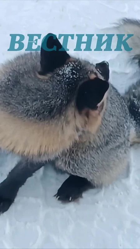 "Ты же поела уже!". В ХМАО в гости к вахтовикам постучалась чернобурка